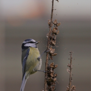 mesange bleue_20210117_a